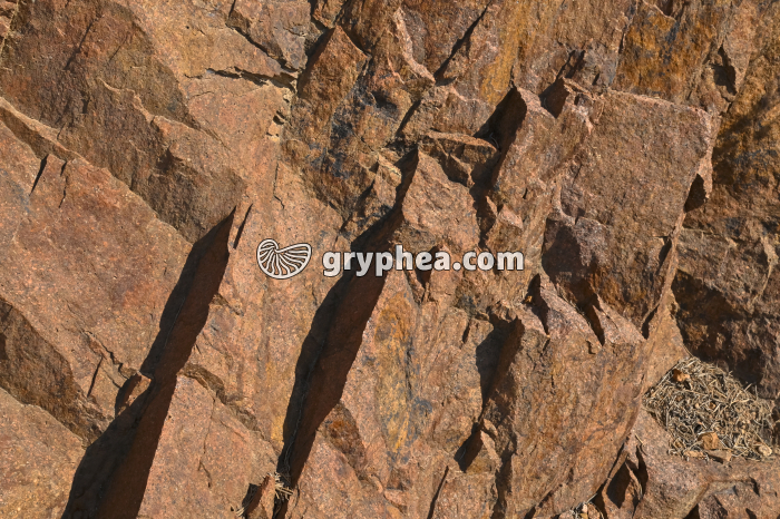 Rhyolite - détail d'un affleurement (Esterel, France) - gryphea.com